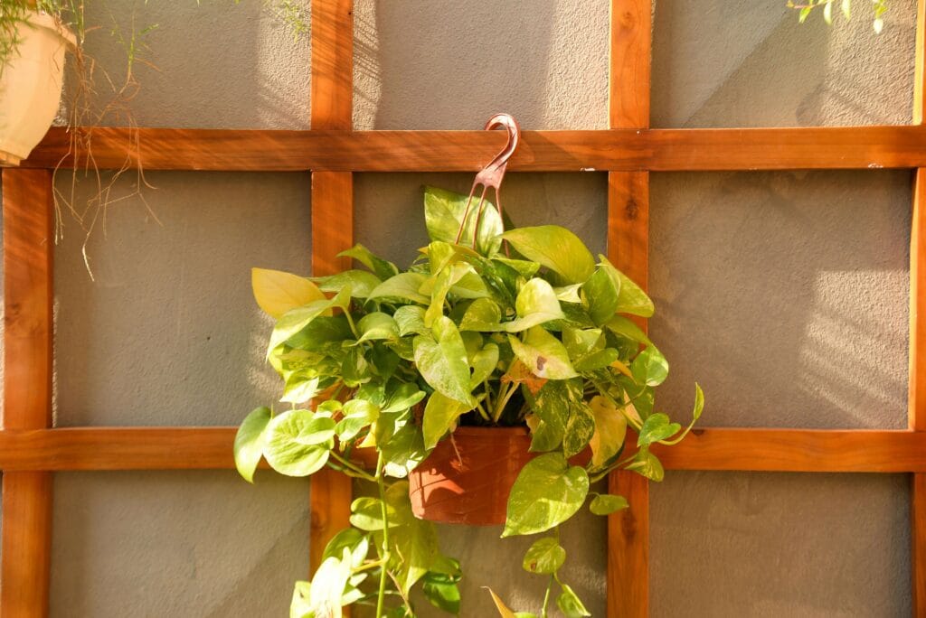 Pothos en maceta colgante grande: espacio suficiente para raíces y evitar hojas amarillas