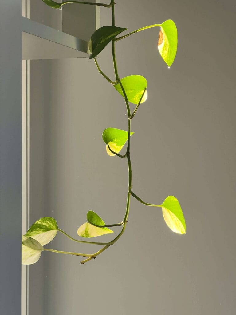 Pothos medio raquítico indicando falta de nitrógeno en el sustrato