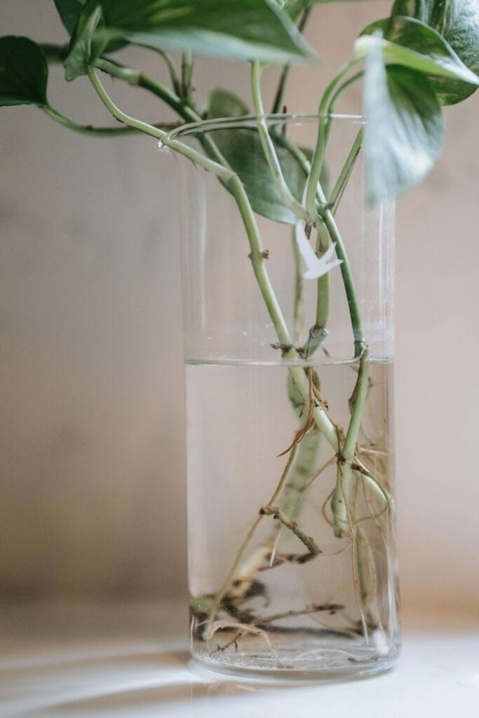 Propagación en agua de Pothos, maceta transparente mostrando el proceso del esqueje