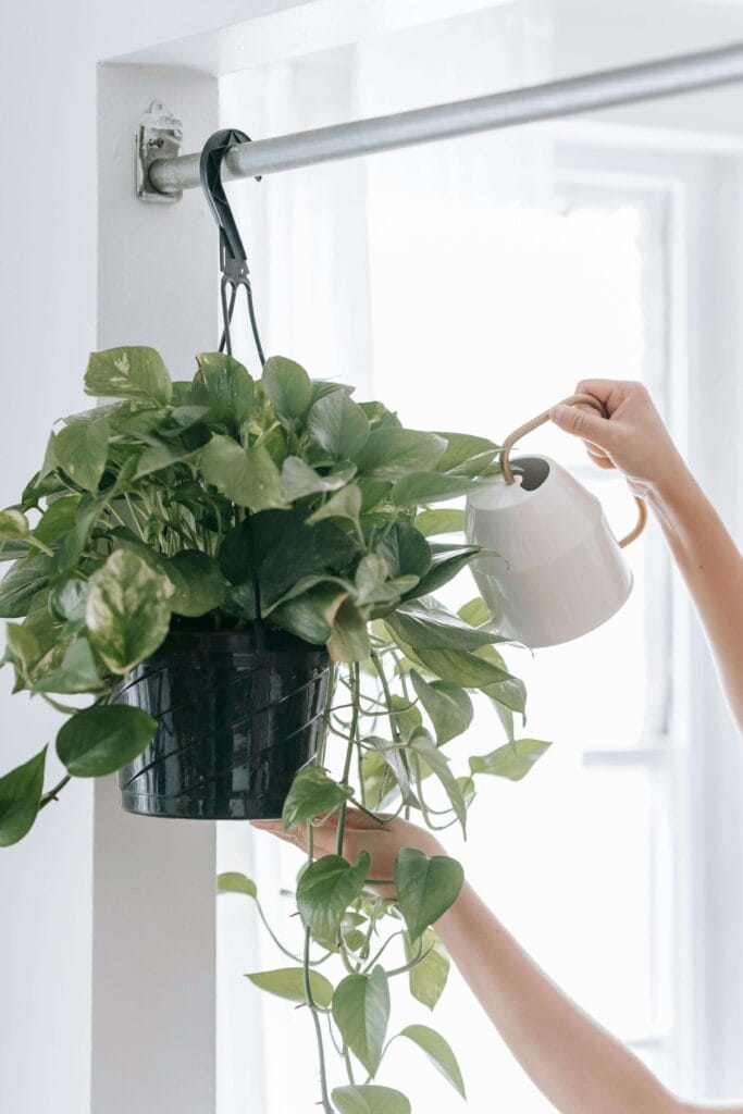 Pothos en maceta colgante, siendo regado en un ciclo seco moderado ideal, con iluminación natural, hojas verdes y sanas
