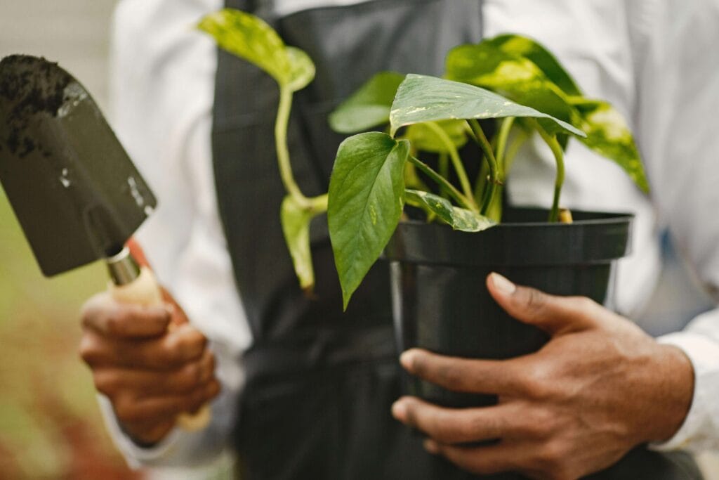Plantando pothos en la maceta ideal con el sustrato perfecto, para mayor cuidado y salud