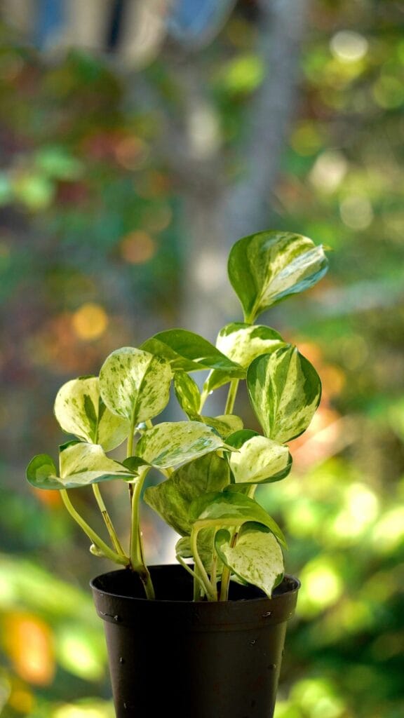 Pothos con hojas amarillas debido a riego incorrecto, en maceta negra y varias hojas.