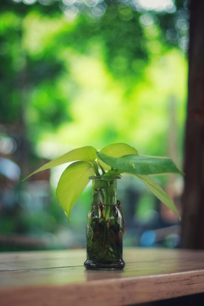 Pothos a un metro de la ventana del baño recibiendo luz natural filtrada indirecta